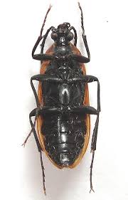 Attēlu rezultāti vaicājumam “Pseudocistela ceramboides”