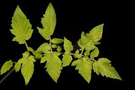 Attēlu rezultāti vaicājumam “Lycopersicon esculentum leaf”