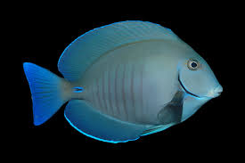 Image result for Acanthurus chirurgus