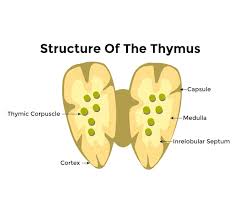 Image result for Thymus