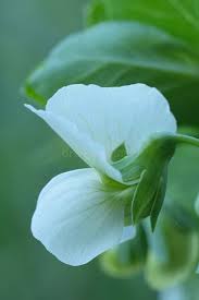 Attēlu rezultāti vaicājumam “Pisum sativum flower”