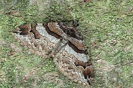 Attēlu rezultāti vaicājumam “Pareulype berberata”