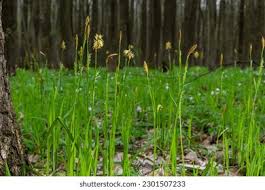 Attēlu rezultāti vaicājumam “Carex pilosa”