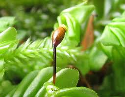 Attēlu rezultāti vaicājumam “Plagiochila porelloides sporophyte”