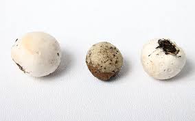 Attēlu rezultāti vaicājumam “Badhamia capsulifera var. arborea sessile”