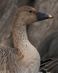 Attēlu rezultāti vaicājumam “Anser serrirostris adult”