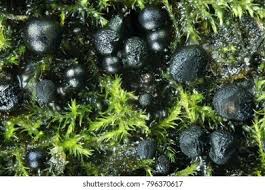 Attēlu rezultāti vaicājumam “Lamproderma arcyrioides macro”