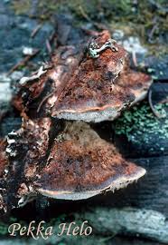 Attēlu rezultāti vaicājumam “Postia leucomallella”