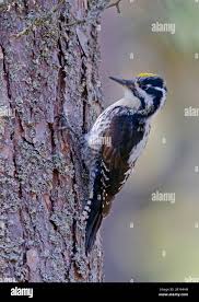 Attēlu rezultāti vaicājumam “Picoides tridactylus adult”