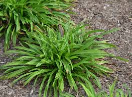 Attēlu rezultāti vaicājumam “Carex digitata leaf”