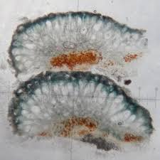 Attēlu rezultāti vaicājumam “Mycoblastus sanguinarius”