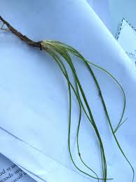 Attēlu rezultāti vaicājumam “Isoetaceae”