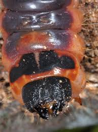 Attēlu rezultāti vaicājumam “Cossus cossus larva”