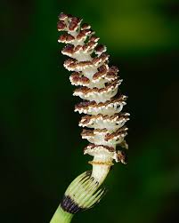 Attēlu rezultāti vaicājumam “Equisetum fluviatile”