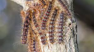 Attēlu rezultāti vaicājumam “Lymantria dispar”