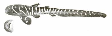 Image result for Stegostoma tigrinum