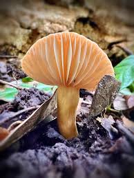 Attēlu rezultāti vaicājumam “Didymium tussilaginis spores”