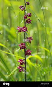 Attēlu rezultāti vaicājumam “Cephalanthera rubra flower”