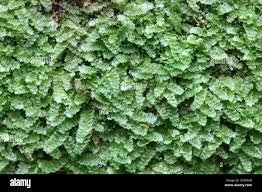 Attēlu rezultāti vaicājumam “Calypogeia sphagnicola”