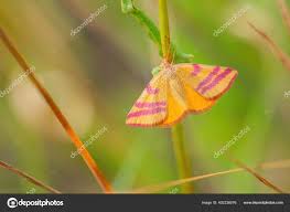 Attēlu rezultāti vaicājumam “Lythria cruentaria”