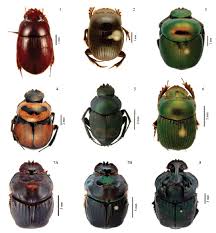 Attēlu rezultāti vaicājumam “Scarabaeidae”