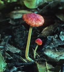 Attēlu rezultāti vaicājumam “Mycena acicula”