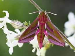 Attēlu rezultāti vaicājumam “Deilephila elpenor”