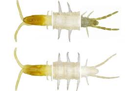 Attēlu rezultāti vaicājumam “Geophilidae”