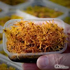 Attēlu rezultāti vaicājumam “Sphagnum teres”