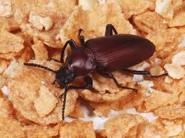 Attēlu rezultāti vaicājumam “Tenebrionidae”