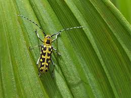 Attēlu rezultāti vaicājumam “Saperda scalaris”