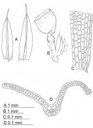 Attēlu rezultāti vaicājumam “Grimmia pulvinata sporophyte”