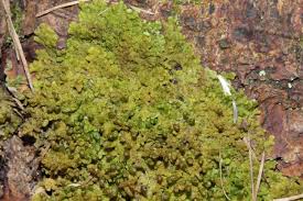 Attēlu rezultāti vaicājumam “Ptilidium pulcherrimum”