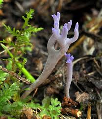 Attēlu rezultāti vaicājumam “Ramariopsis pulchella”
