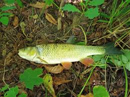 Image result for Squalius cephalus cavedanus