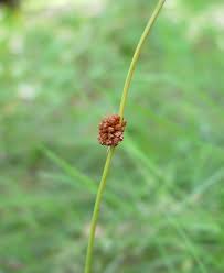 Attēlu rezultāti vaicājumam “Juncus conglomeratus fruit”