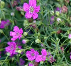 Attēlu rezultāti vaicājumam “Gypsophila muralis”