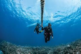 Image result for Diveline