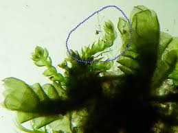 Attēlu rezultāti vaicājumam “Cephalozia bicuspidata”