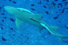 Image result for Negaprion acutidens