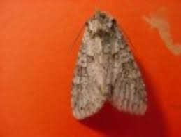 Attēlu rezultāti vaicājumam “Polia nebulosa”