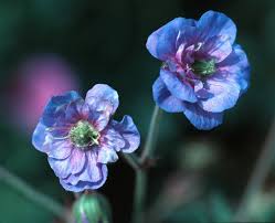 Attēlu rezultāti vaicājumam “Geranium pratense”
