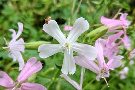 Attēlu rezultāti vaicājumam “Saponaria officinalis flower”