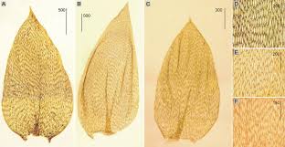 Attēlu rezultāti vaicājumam “Plagiothecium latebricola”