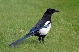 Attēlu rezultāti vaicājumam “Pica pica”