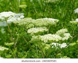 Attēlu rezultāti vaicājumam “Cenolophium denudatum leaf”