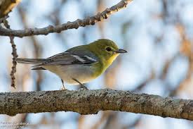 Image result for Vireo flavifrons
