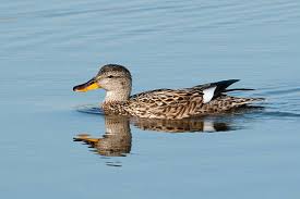 Attēlu rezultāti vaicājumam “Anas strepera female”