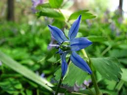 Attēlu rezultāti vaicājumam “Scilla siberica leaf”