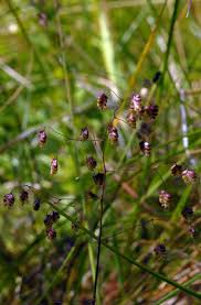 Attēlu rezultāti vaicājumam “Briza media”